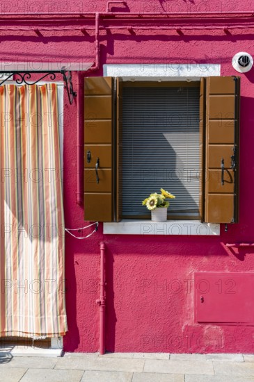 Pink house facade with entrance door and window with flowers, colourful houses on the island of Burano, Venice, Veneto, Italy, Europe