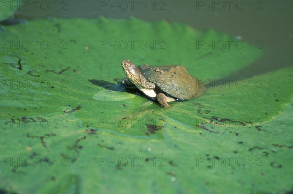 Helmeted Turtle (Pelomedusa subrufa), South_Africa