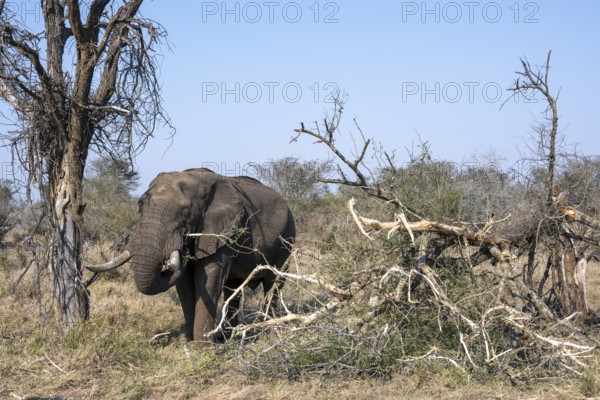 African elephant (Loxodonta africana) eating dry branches from a fallen tree, environmental degradation, Kruger National Park, South Africa, Africa