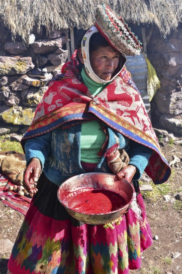 Woman in colourful traditional traditional costume and hat with a bowl of blood from slaughter, Andes, near Cusco, Peru, South America