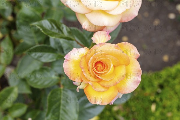 Gelbe Rose (Rosa foetida Herrm.), Botanische Gärten, Christchurch, Neuseeland