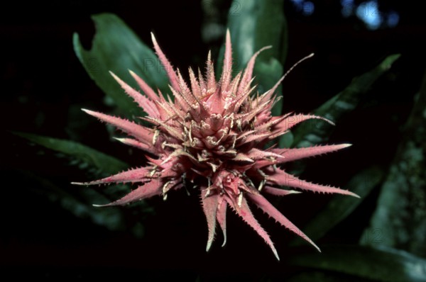 Bromelia, Trinidad, silver vase (Aechmea fasciata), south america, flowers, ornamental bromeliads (Bromeliaceae), flowers, pink, landscape, horizontal