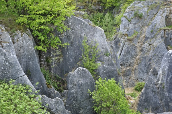 Eroded rocks of a gorge in the Fondry des Chiens nature reserve, a sinkhole near Nismes in Viroinval in the Ardennes, Belgium, Europe