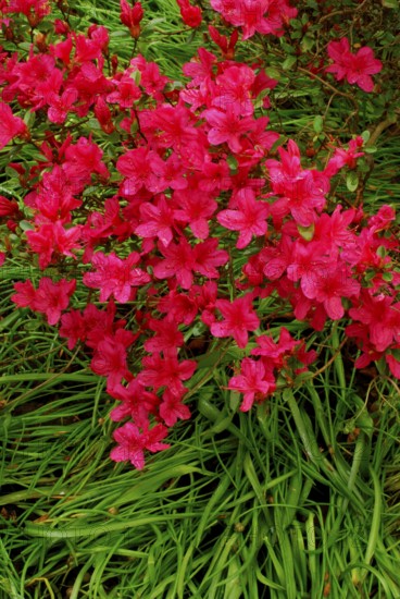 Japanese azalea (Rhododendron x obtusum)