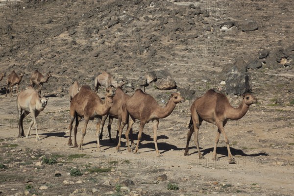 Camel herd in the Dhofar area, Jabal al Qamar, Southern Oman