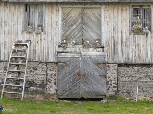 Black-legged kittiwake (Rissa tridactyla), breeding birds on nests, built on fishing harbour building, May, Varanger Fjord, Norway, Europe