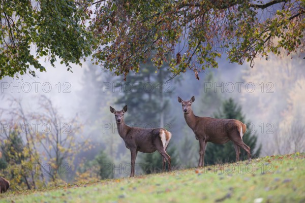 Two red deer hinds (Cervus elaphus) stand in a meadow, A forest with autumn leaves can be seen in the background. Wisps of mist drift over the forest