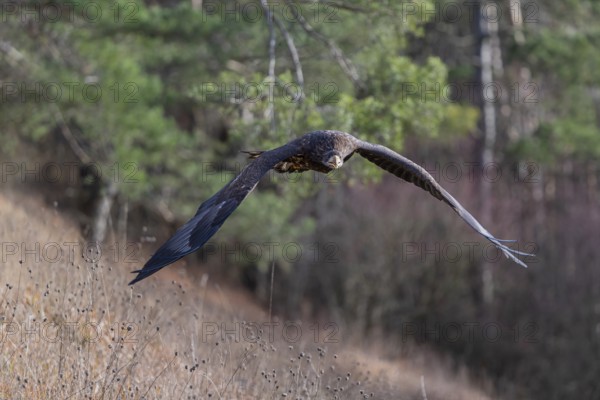 One white-tailed eagle (Haliaeetus albicilla) flying off of a pine tree standing in dry grass on hilly ground. A pine forest in the background