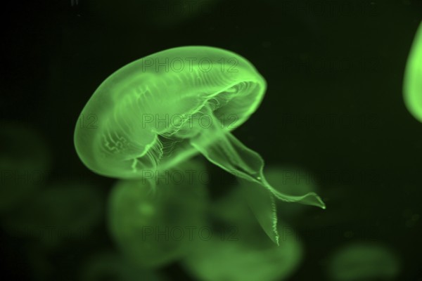 Moon jellyfish (Aurelia aurita) in a tank of the Bang Saen Aquarium, Chonburi Province, Thailand, Asia