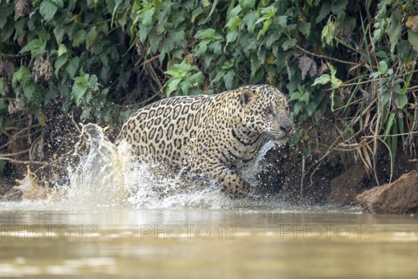 Jaguar (Panthera onca), jumping through the water, North Pantanal, Barão de Melgaço, Joselândia, Mato Grosso, Brazil, South America