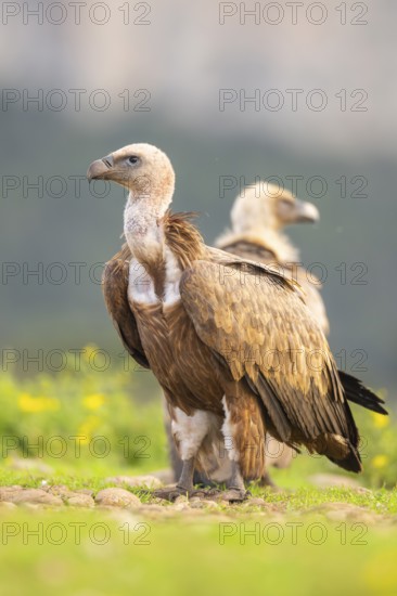 Griffon Vulture (Gyps fulvus) sitting on a flowering meadow in autumn, Pyrenees, Catalonia, Spain, Europe