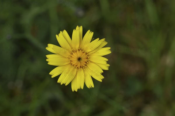 Mouse-ear hawkweed, also known as Lesser mouse-eared hawkweed or long-haired hawkweed (Hieracium pilosella), medicinal plant used medicinally as a diuretic, it also has a mild psychoactive effect that has been compared to that of cannabis, Wilnsdorf, North Rhine-Westphalia, Germany, Europe
