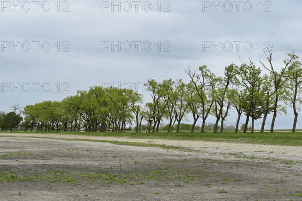 Very dry Zicksee, Lake Neusiedl National Park, Seewinkel, Burgenland, Austria, Europe