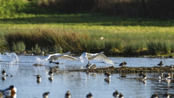 Tundra Swan, Bewick's Swan, Cygnus columbianus in flight at winter in Slimbridge, England, United Kingdom, Europe