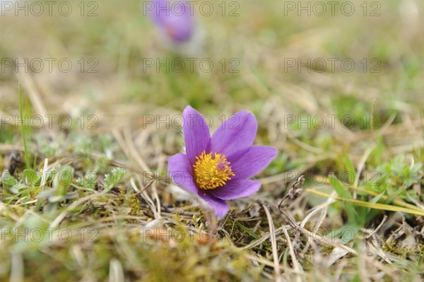 Small purple pasque flower with yellow centre in a grassy landscape, Pasque flower (Pulsatilla vulgaris), Upper Palatinate