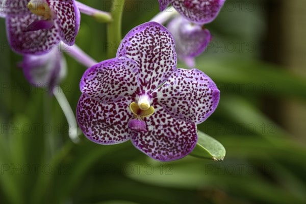 Orchid in Uncle Niyom's orchid garden, flowers, near Wat Saphan, Taling Chan district, Bangkok, Thailand, Asia