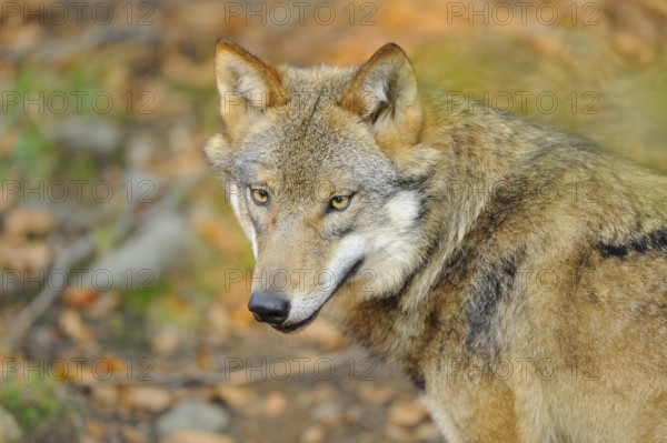 A close-up of a wolf in autumnal surroundings, Eurasian wolf (Canis lupus lupus), Bavarian Forest National Park