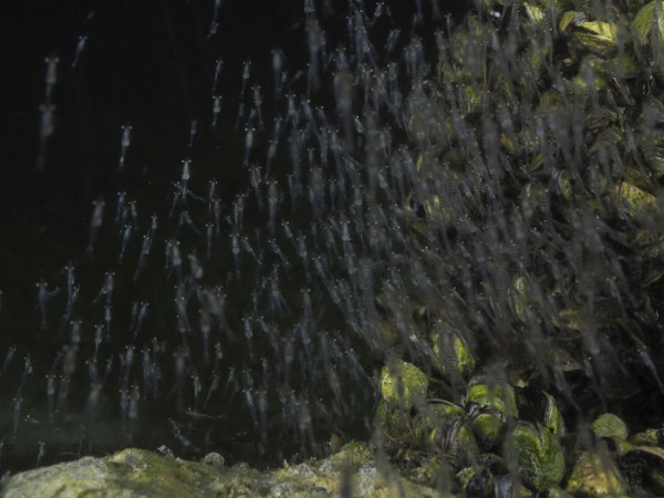 Shrimp swarm of Danube shrimp (Limnomysis benedeni), floating shrimp, passing underwater plants at night, dive site Wildsau, Berlingen, Lake Constance, Switzerland, Germany, Europe