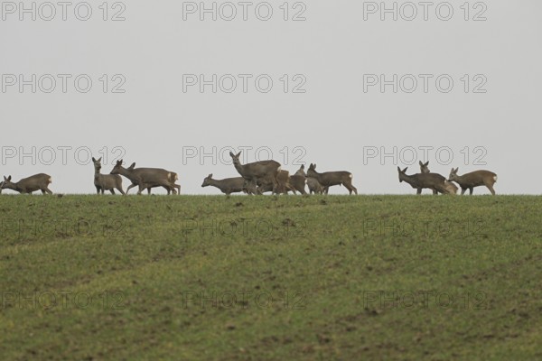 Deer, Field deer against grey sky, Lower Austria, Austria, Lower Austria, Austria, Europe