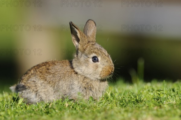 A small rabbit sits attentively in the fresh grass in the sunlight, domestic rabbit (Oryctolagus cuniculus forma domestica), Franconia