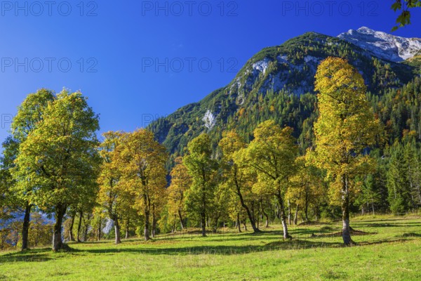 Nature conservancy area Grosser Ahornboden. Sycamore maple trees, Acer pseudoplatanus, in autumn. Karwendel mountains