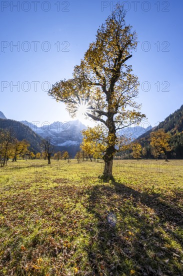 Sycamore maple with autumnal yellow foliage and Solaster endeca, large maple base in autumn, rocky mountain peaks behind, Rißtal in the Eng, Tyrol, Austria, Europe