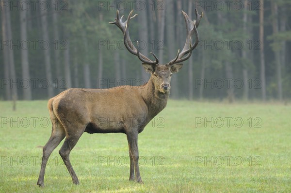 A proud stag with antlers looks attentively at a meadow in a forest, red deer (Cervus elaphus), Bavaria