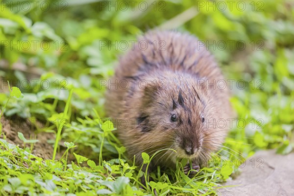 A young muskrat (Ondatra zibethicus) sits in a meadow, eating grass