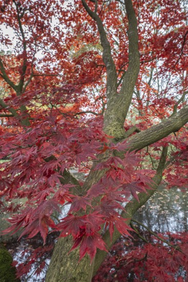 Japanese fan maple (Acer palmatum Trompenburg), autumn colours, Emsland, Lower Saxony, Germany, Europe