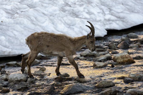 Alpine ibex (Capra ibex), crossing a river, in the morning light, Mont Blanc massif, Chamonix, France, Europe