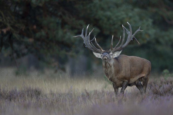 Red deer in rut, Hooge Veluve, Holland