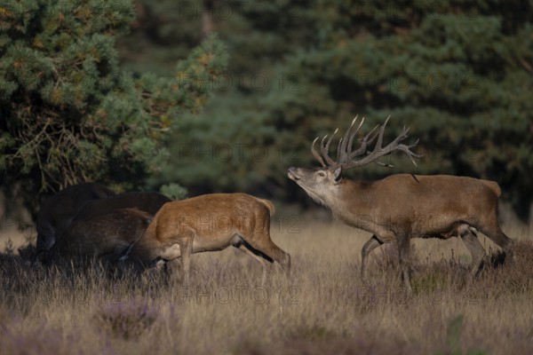 Red deer in rut, Hooge Veluve, Holland
