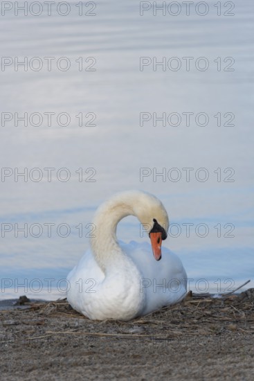 Mute swan (Cygnus olor) sitting on the shore of Lake Plau, Ganzlin, Mecklenburg-Western Pomerania, Germany, Europe