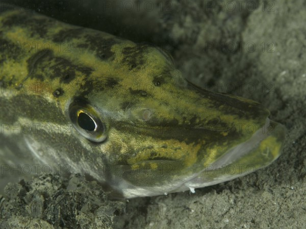 Close-up of a pike (Esox lucius) on a sandy bottom, dive site Großer Parkplatz, Herrliberg, Lake Zurich, Canton Zurich, Switzerland, Europe