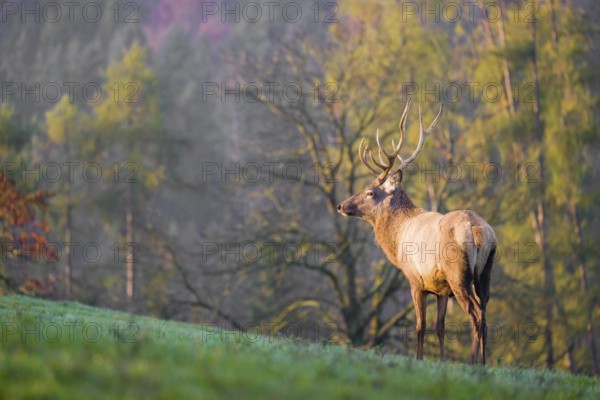An Altai maral stag, Altai wapiti or Altai elk (Cervus canadensis sibiricus) stands on a meadow in the very first light of the day. Trees in autumn colors stand in the background