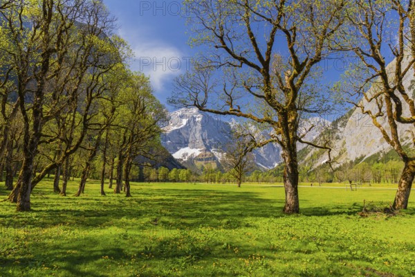 Nature conservancy area Grosser Ahornboden. Sycamore maple trees, Acer pseudoplatanus, in springtime. Karwendel Mountains, Austria, Europe