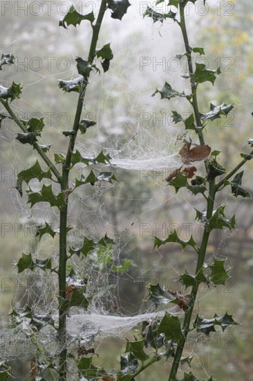 Spider webs on holly (Ilex aquifolium), Emsland, Lower Saxony, Germany, Europe