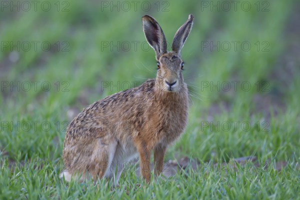European brown hare (Lepus europaeus) adult animal in a farmland cereal crop in summer, England, United Kingdom, Europe
