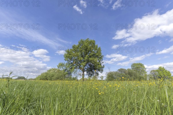 A large tree stands in a field of grass. The sky is clear and blue, with a few clouds scattered about. The scene is peaceful and serene, the tree conveys a sense of calm and serenity. Bas rhin, Alsace, France, Europe