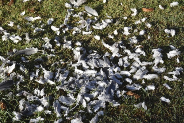 Pigeon feathers after a sparrowhawk attack