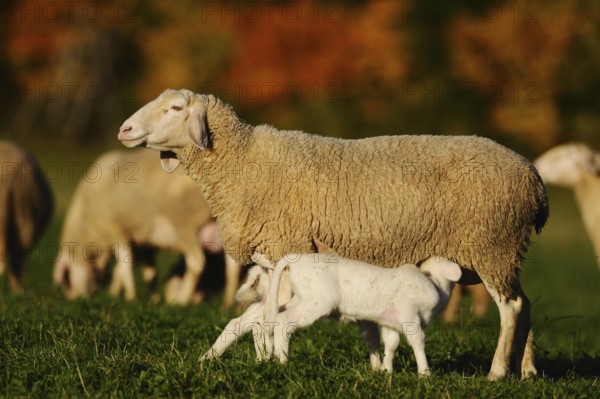 Sheep with suckling lamb on a meadow surrounded by autumn leaves, domestic sheep (Ovis orientalis aries), Franconia