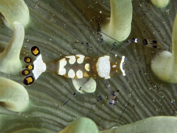 A peacock anemone shrimp (Ancylocaris brevicarpalis) moves between tentacles of a sea anemone, dive site Secret Bay, Gilimanuk, Bali, Indonesia, Asia