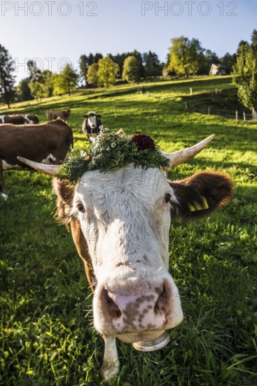 Cow decorated with flowers, cattle drive, Münstertal, Southern Black Forest, Black Forest, Baden-Württemberg, Germany, Europe