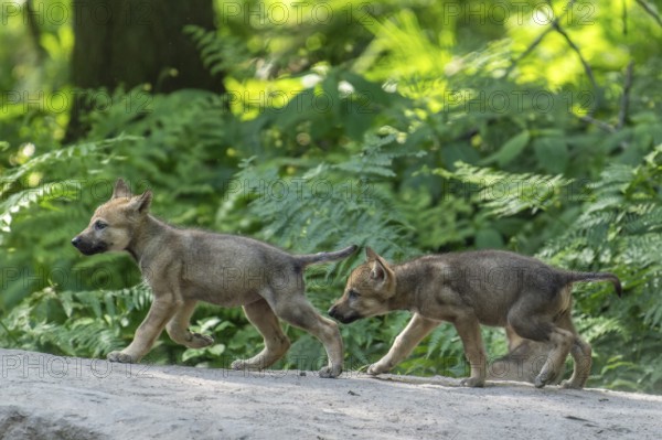 Two pups running through the forest and exploring their surroundings, European gray wolf (Canis lupus), Germany, Europe