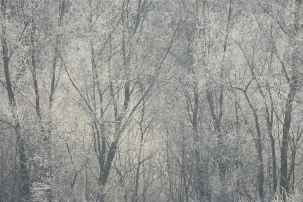 Winter landscape, trees covered with hoarfrost, backlit, North Rhine-Westphalia, Germany, Europe