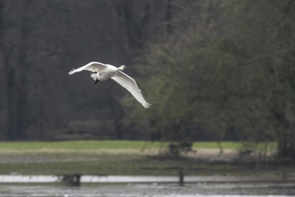 Tundra swan (Cygnus bewickii), flying, Emsland, Lower Saxony, Germany, Europe