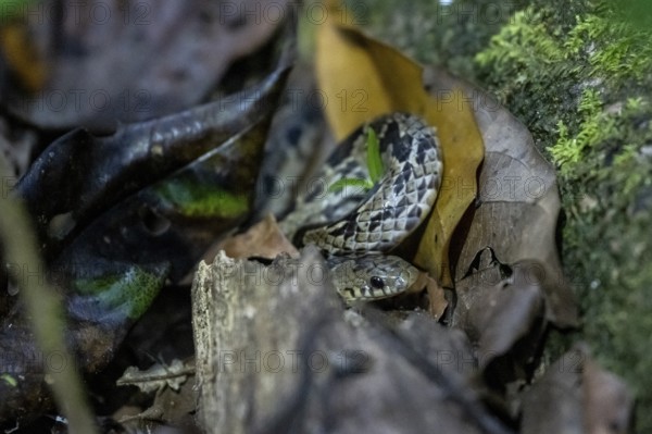 Adder (Colubridae), snake on the forest floor, tropical rainforest, Corcovado National Park, Osa Peninsula, Puntarena Province, Costa Rica, Central America