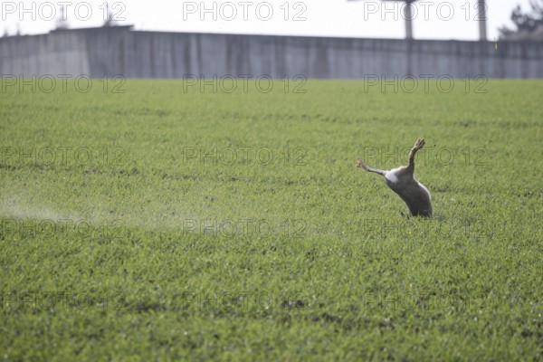 European hare (Lepus europaeus) hit by a sheaf of buckshot, Lower Austria, Austria, Europe