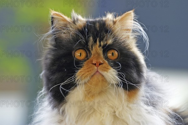 Persian cat, Long-haired cat, Backlight