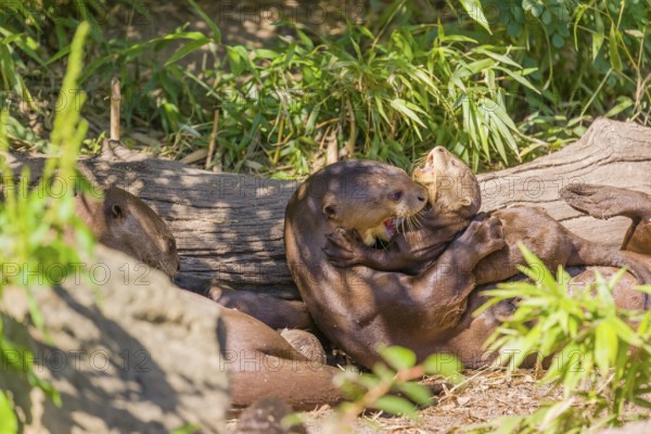 Two-year-old giant otter or giant river otter (Pteronura brasiliensis) cares for his 2-month-old siblings